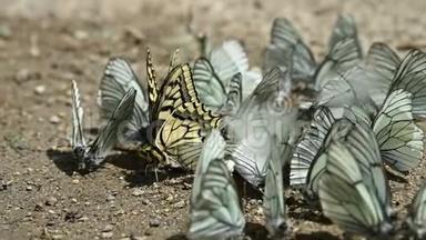 在山区，一群有青色翅膀的蝴蝶在地上爬行，<strong>吸收营养</strong>